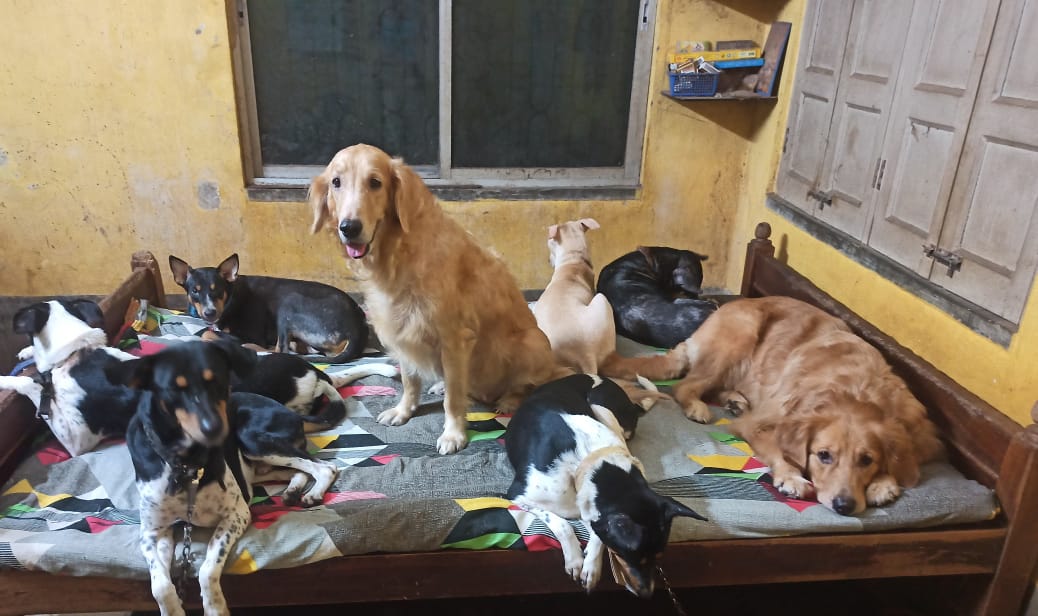 Animal Love